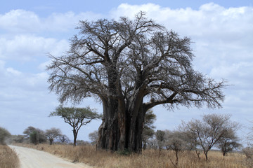 Baobab africain ou baobab africain (Adansonia digitata) à côté d& 39 une piste de sable