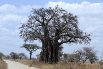 Papier Peint photo Lavable Baobab Baobab africain ou baobab africain (Adansonia digitata) à côté d& 39 une piste de sable
