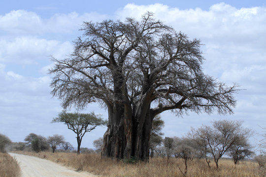  
   


Afrikanischer Baobab oder afrikanischer Affenbrotbaum (Adansonia digitata) neben Sandpiste