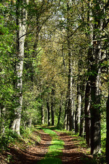 Fototapeta premium Autumn forest road. Leaf trees around the road.
