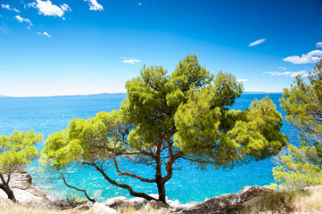 Spectacular view of Adriatic Sea with pine forest in Dalmatia