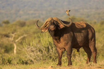 Obraz premium African Cape Buffalo