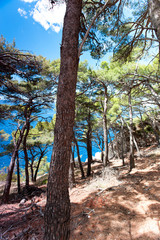 Spectacular view of Adriatic Sea from pine forest in Dalmatia