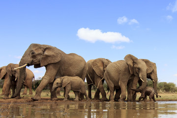 Fototapeta na wymiar African Elephants