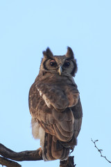 Giant (Verreaux's) Eagle Owl