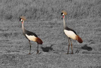 Color isolation: coupe grey-crowned cranes