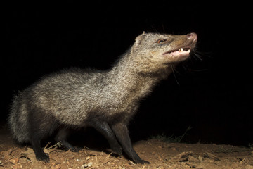 White-tailed Mongoose