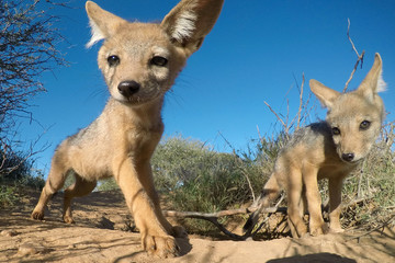 Black-backed Jackal pups (cubs)