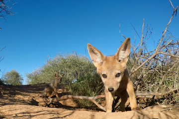 Black-backed Jackal pups (cubs)