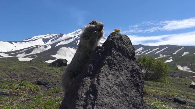 Очень доверчивые камчатские суслики (евражки). Долина вулканов Корякского и Авачинского. Путешествие по полуострову Камчатка.
