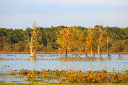 Flooded trees, Lonjsko polje, Nature park, Croatia