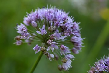 Obraz premium Flowers of a witch garlic (Allium carinatum)