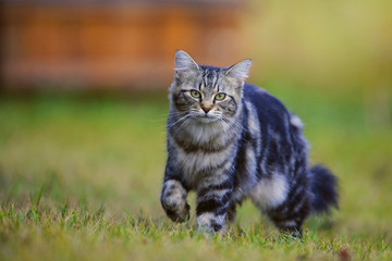 Alert black tabby Kitten walking on grass