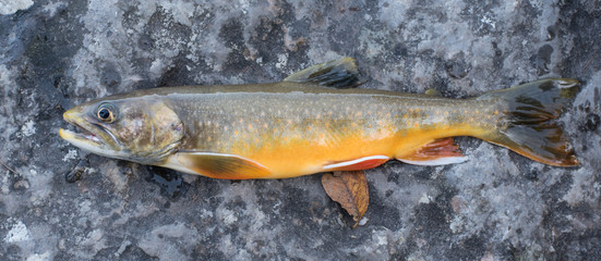 beautiful orange male char on a rock 