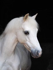Fototapeta na wymiar Headshot of a Grey Pony