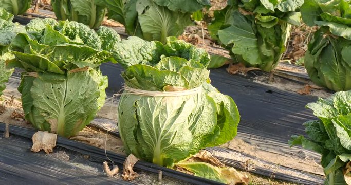 Tied with a rice straw to cabbage in korean field.