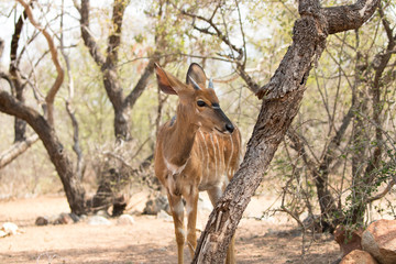 Nyala Posing