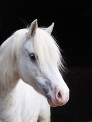 Obraz na płótnie Canvas Headshot of a Grey Pony