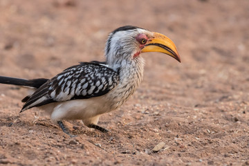 Yellow Hornbill