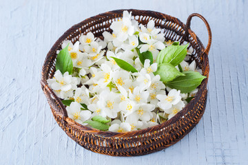 jasmine flowers