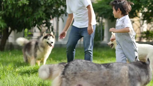Happy Asian family playing with siberian husky dog in the garden slow motion 