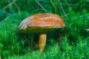 Bay bolete in Haircap moss
