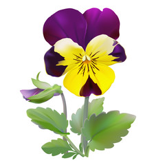 Pansy flower.
Hand drawn vector illustration of a garden variety of Viola tricolor on transparent background, realistic style.