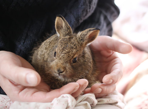 Little bunny in female hands