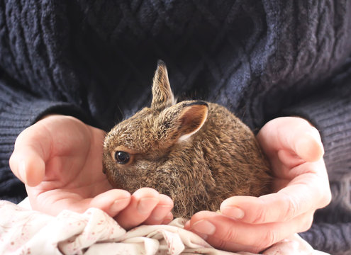 Little bunny in female hands