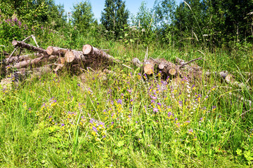 Cut tree logs piled up in a forest in sunny summer day