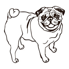 Illustration of dog breed Pug