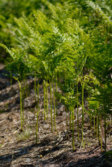 Fougères, Nouvelle-Aquitaine, Landes, France