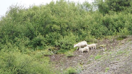 Schafmutter mit zwei Lämmern in Island