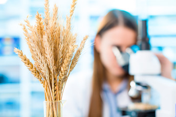 Selective and genetic work with seeds and grains in a scientific laboratory. Food quality control