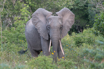 Waldelefant