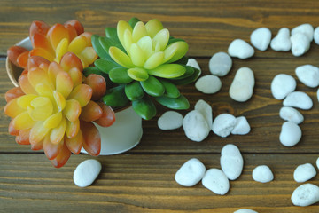 Green and orange succulent plant in vintage vassel on wooden table