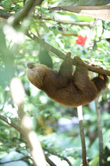 sloth bear climbing on tree © cosmoerik