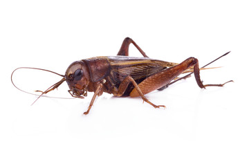 crickets isolated on white background.