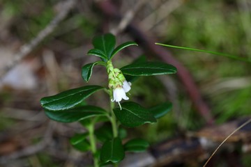 Flowers of a wild lingonberry