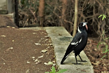 magpie