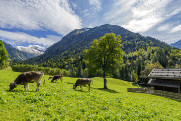 Fototapeta na wymiar Cows grazing with awesome Mountain Panorama/ Bavaria