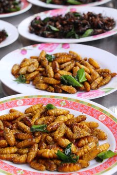 Fried silk worms delicious in street food