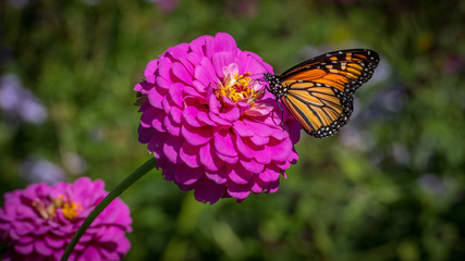 Fototapeta premium A monarch butterfly on a pink zinnia on a sunny autumn afternoon