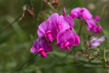 Flowers of a flat pea