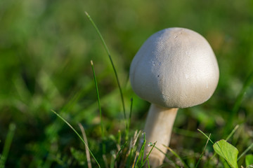 Nahaufnahme eines runden Pilzes