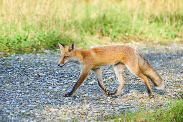 神楽岡公園のキタキツネ
