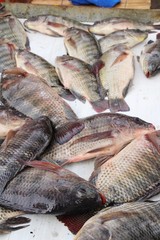 Fresh fish for cooking in the market