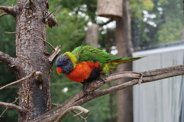 Rainbow lorikeet on a tree branch