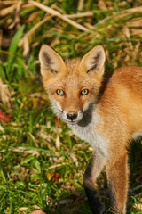 神楽岡公園のキタキツネ
