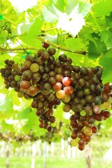 Fresh grapes in the vineyard with nature